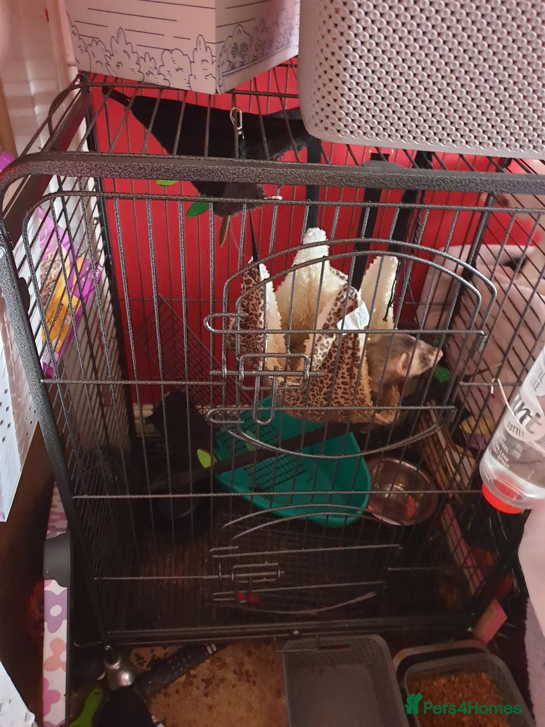 Ferret rodents for sale: Male hob with cage  - Advert 1