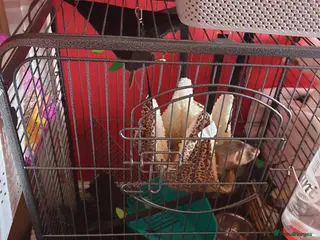 Ferret rodents Male hob with cage - Advert 8