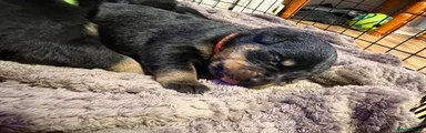 Rottweiler 3