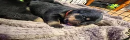 Rottweiler dogs for sale: Beautiful Rottweiler pups - Advert 5