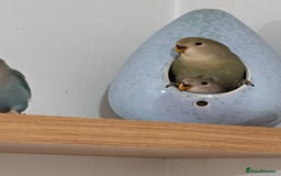 Lovebirds birds for sale: 🐦 Story of The Cutie Siblings! 💚 - Image 2