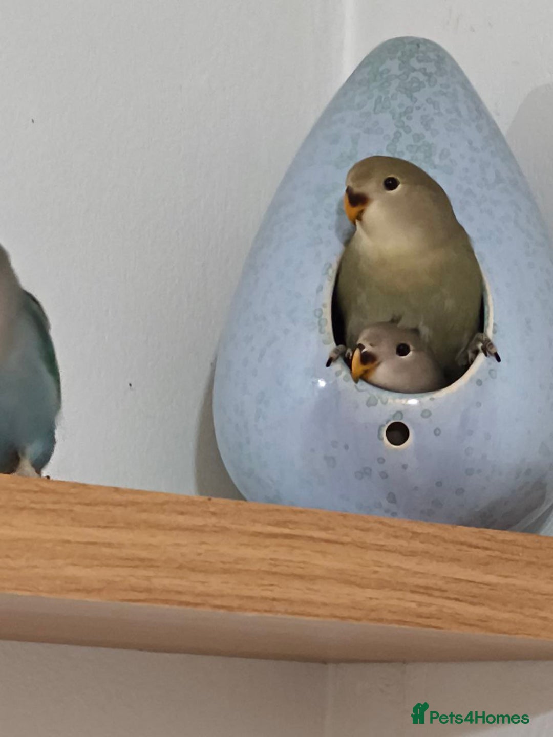 Lovebirds birds for sale: 🐦 Story of The Cutie Siblings! 💚 - Image 2