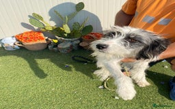 Mixed Breed dogs for adoption: Beautiful & Gentle KATALYA - for a Loving Home - Image 1
