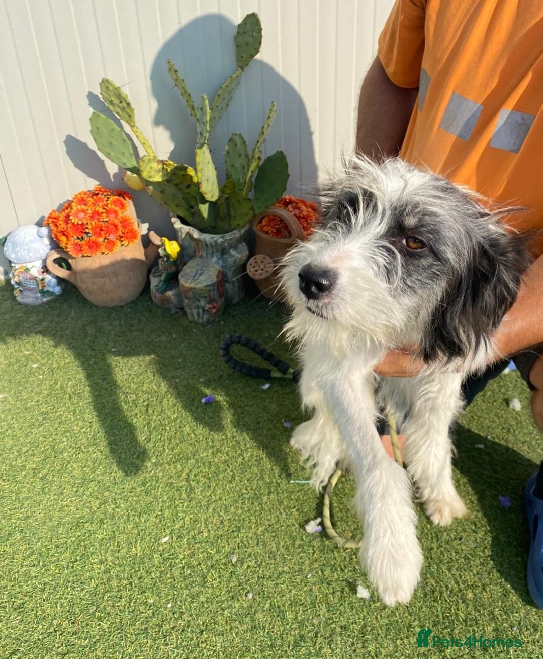 Mixed Breed dogs for adoption: Beautiful & Gentle KATALYA - for a Loving Home - Image 1