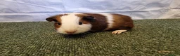 Guinea Pig rodents for sale: Guinea pigs  in Usk - Advert 22