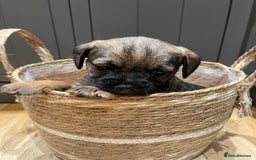 Border Terrier dogs for sale: KC Registered Border Terriers - Image 9