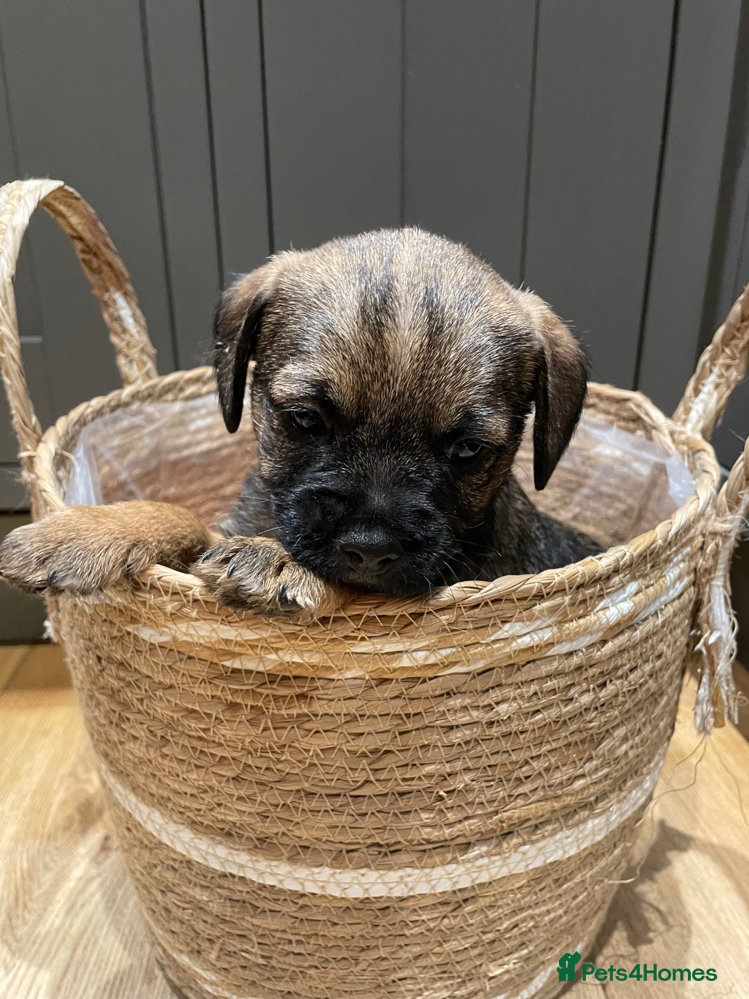 Border Terrier dogs for sale: KC Registered Border Terriers - Image 9