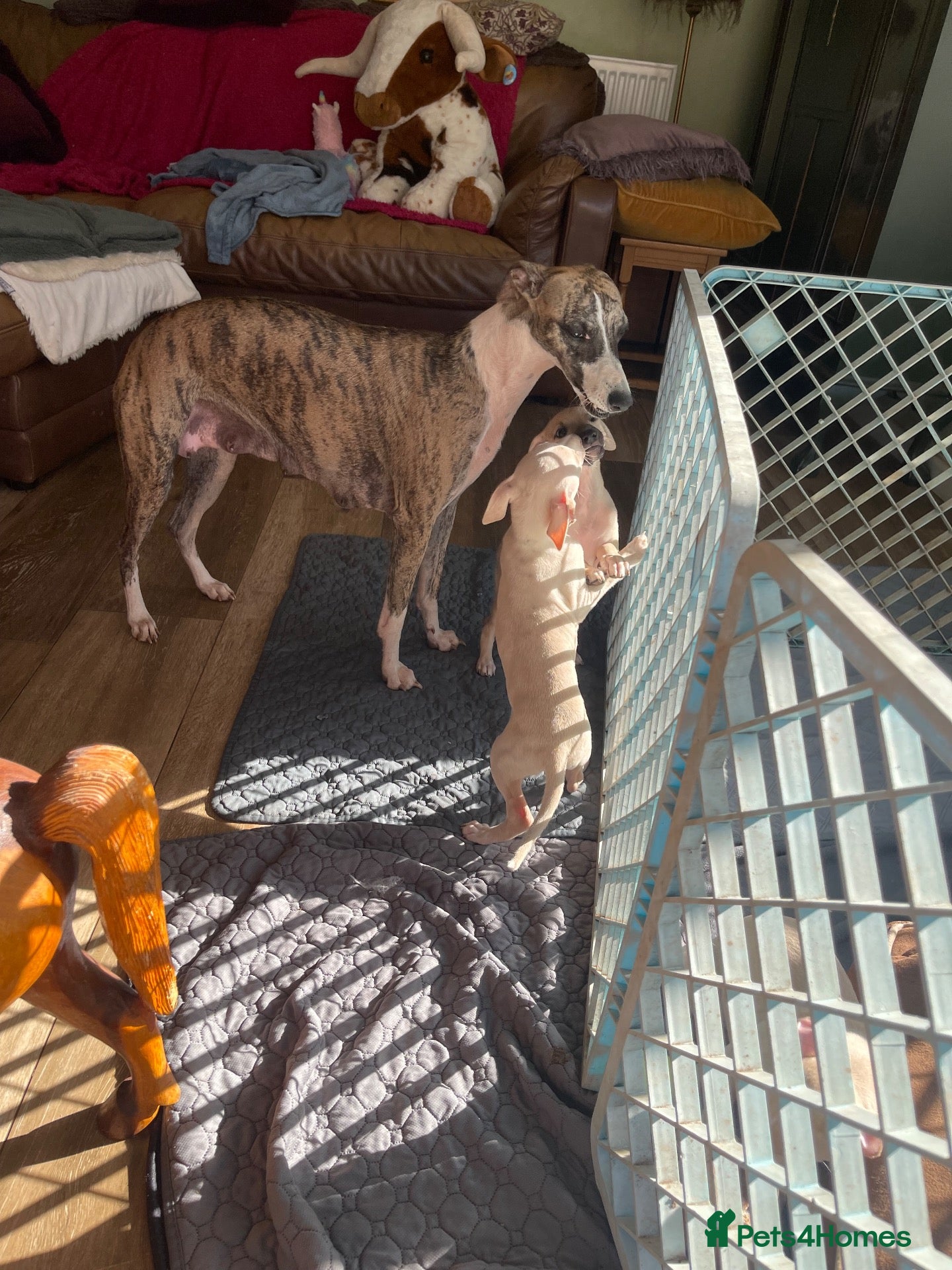 Italian Greyhound dogs 5 wonderful Wiggy’s licensed breeder  - Advert 1
