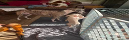 Italian Greyhound dogs for sale: 5 wonderful Wiggy’s licensed breeder  - Advert 1