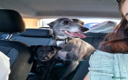 Mixed Breed dogs for sale: Collie cross - Image 7