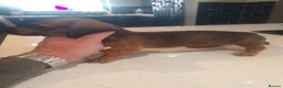 Dachshund dogs for sale: Daschund puppies 🐶 £900 ovno - Advert 3