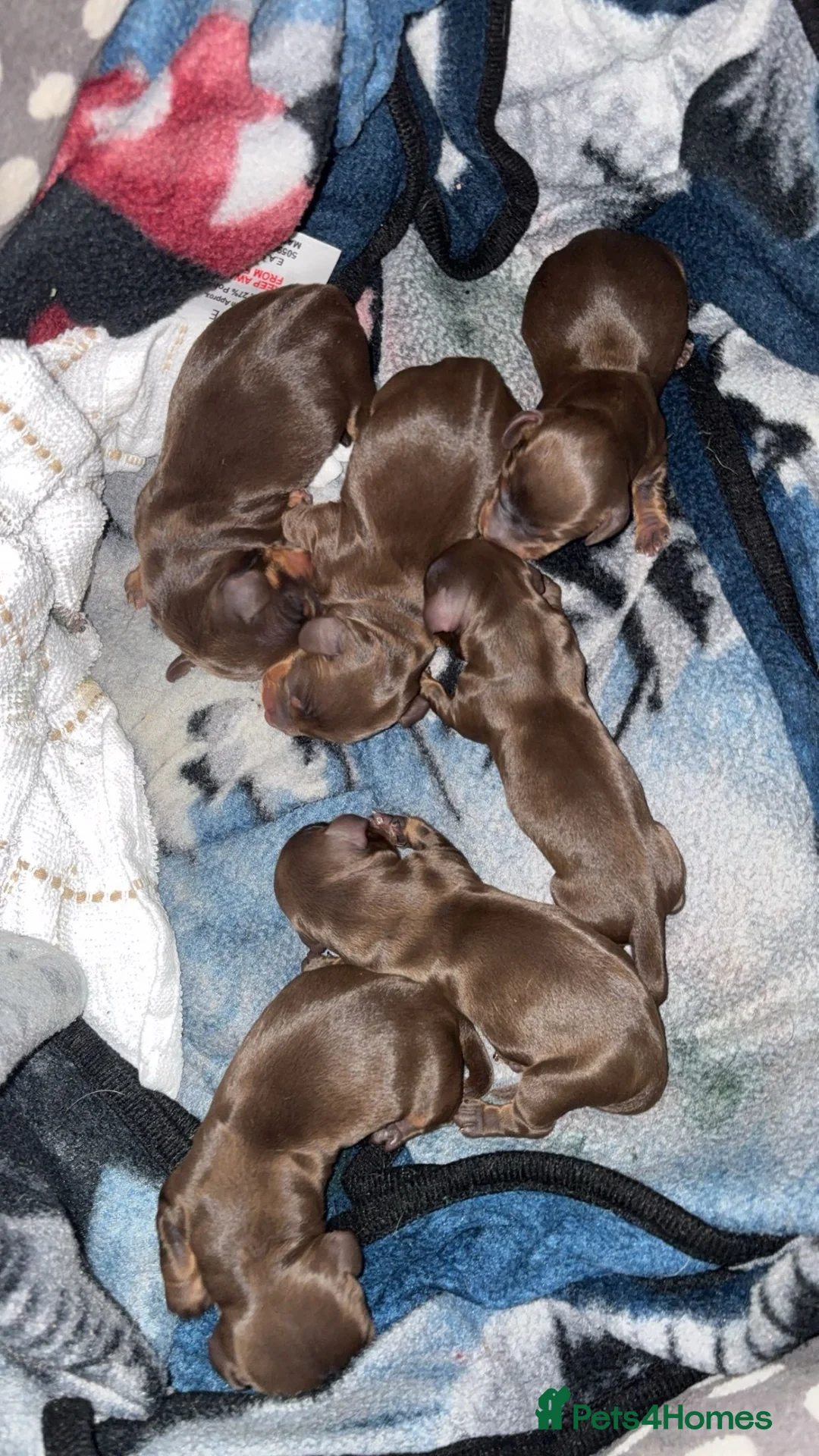 Miniature Dachshund dogs for sale: 6 chocolate dachshunds  - Advert 2