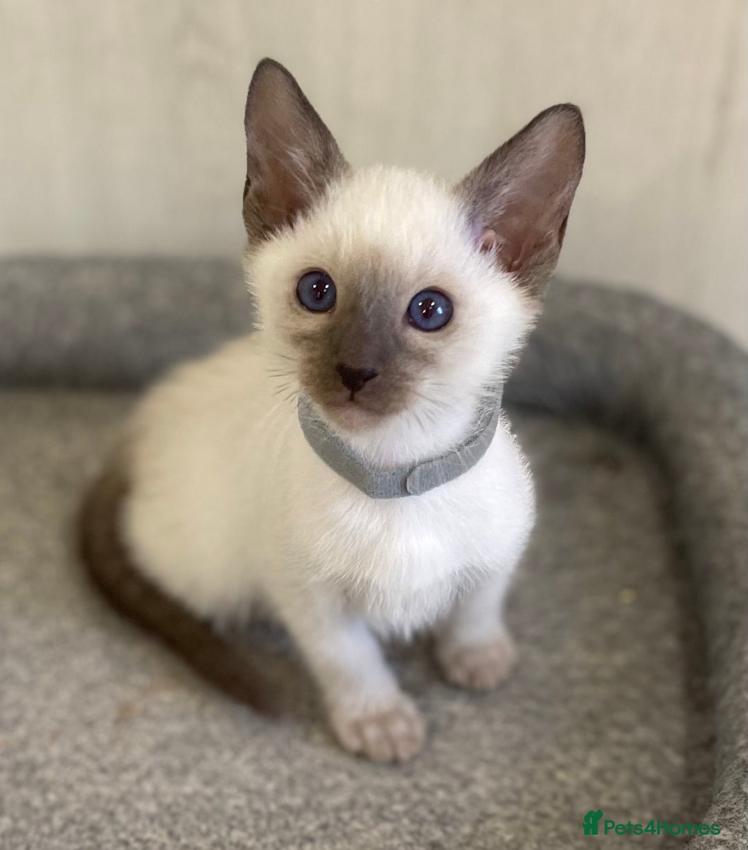 Siamese cats for sale: GCCF Registered Traditional Siamese Kittens.  - Image 4