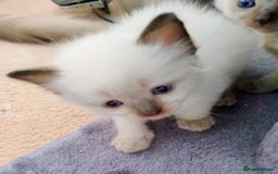 Ragdoll cats for sale: Pure bred Ragdolls looking for loving homes - Image 11