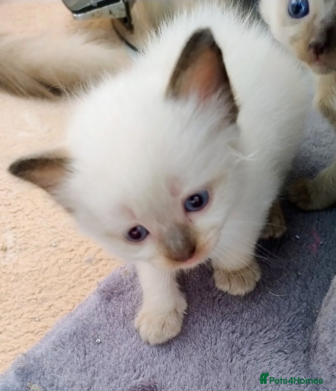 Ragdoll cats for sale: Pure bred Ragdolls looking for loving homes - Image 11