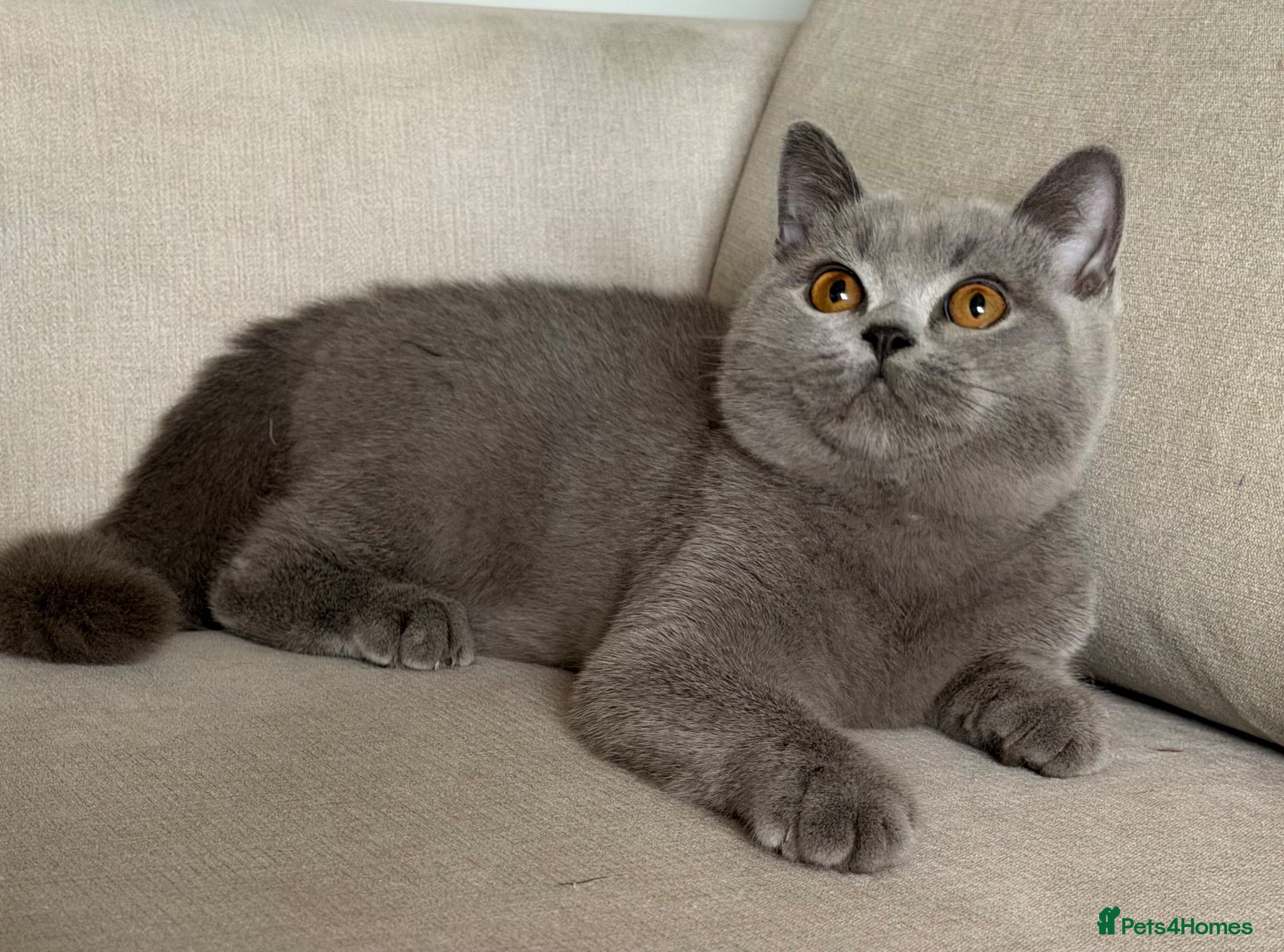 British Shorthair cats ✨ GCCF BEAUTIFUL KITTENS ✨ - Advert 1
