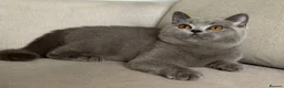 British Shorthair cats for sale: ✨ GCCF BEAUTIFUL KITTENS ✨ - Advert 1
