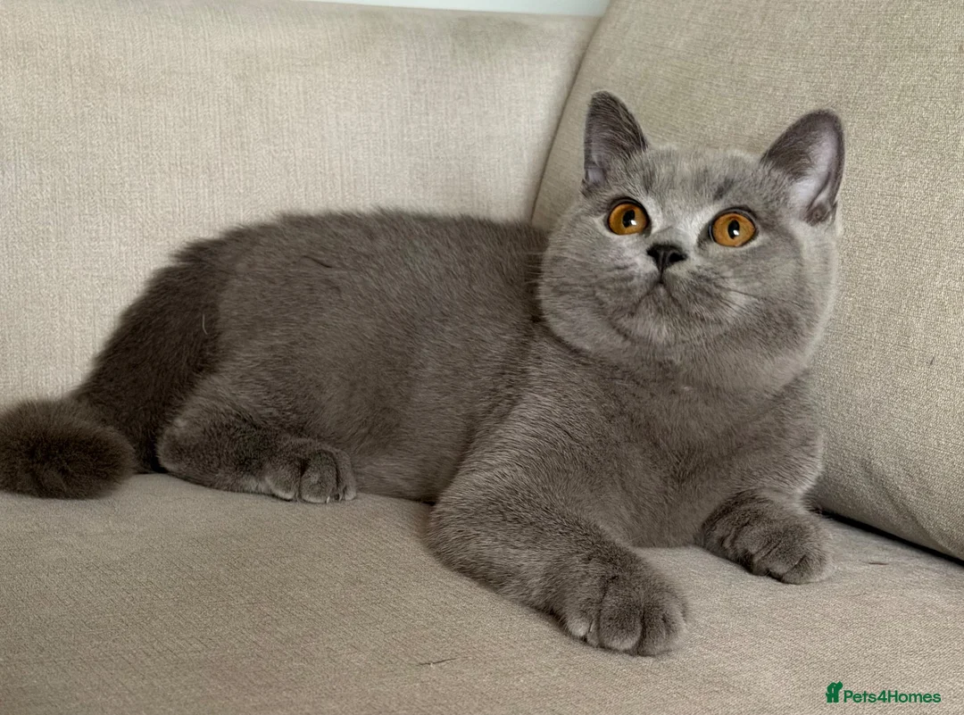 British Shorthair cats for sale: ✨ GCCF BEAUTIFUL KITTENS ✨ - Advert 1