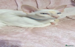Siamese cats for sale: GCCF Traditional Red and Chocolate Point Saimese  in Darwen - Image 32