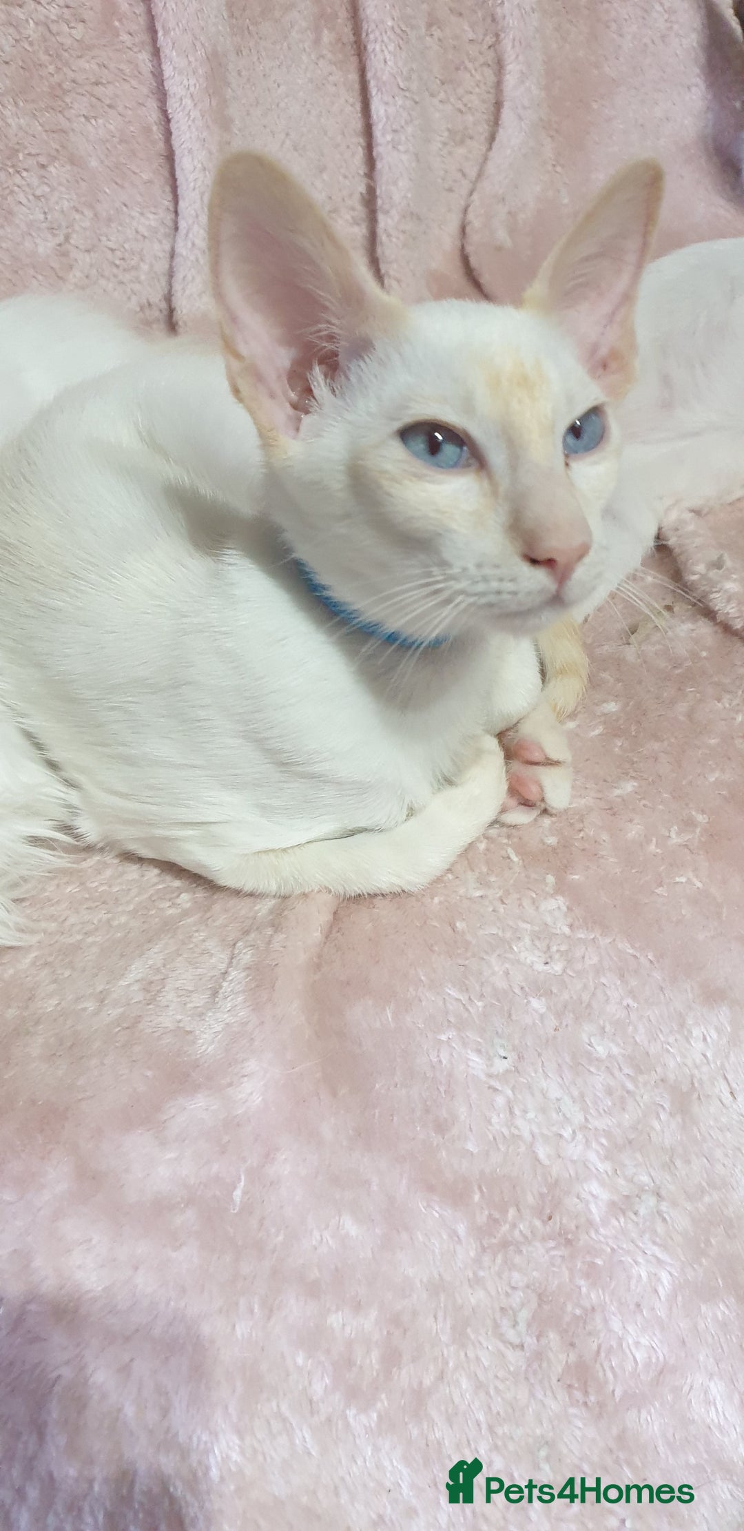 Siamese cats for sale: GCCF Traditional Red and Chocolate Point Saimese  in Darwen - Image 32