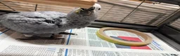 Parrots birds for sale: African grey parrot cage stand and toys in London - Advert 11