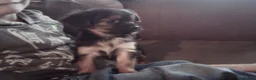 Chorkie dogs for sale: Chihuahua x gold dust yorkie in Cardigan - Advert 5