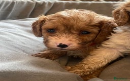 Cavapoo dogs for sale: Adorable toy Cavapoo pups apricot or fox red  - Image 11