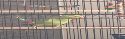 Ringnecks birds for sale: Green Female indian ringeck for sale - Advert 3