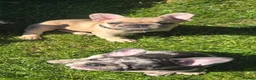 French Bulldog dogs for sale: French bulldogs  Last girl  - Advert 16