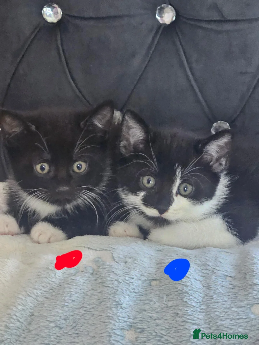 Mixed Breed cats for sale:  7 adorable kittens looking for their forever home - Advert 23