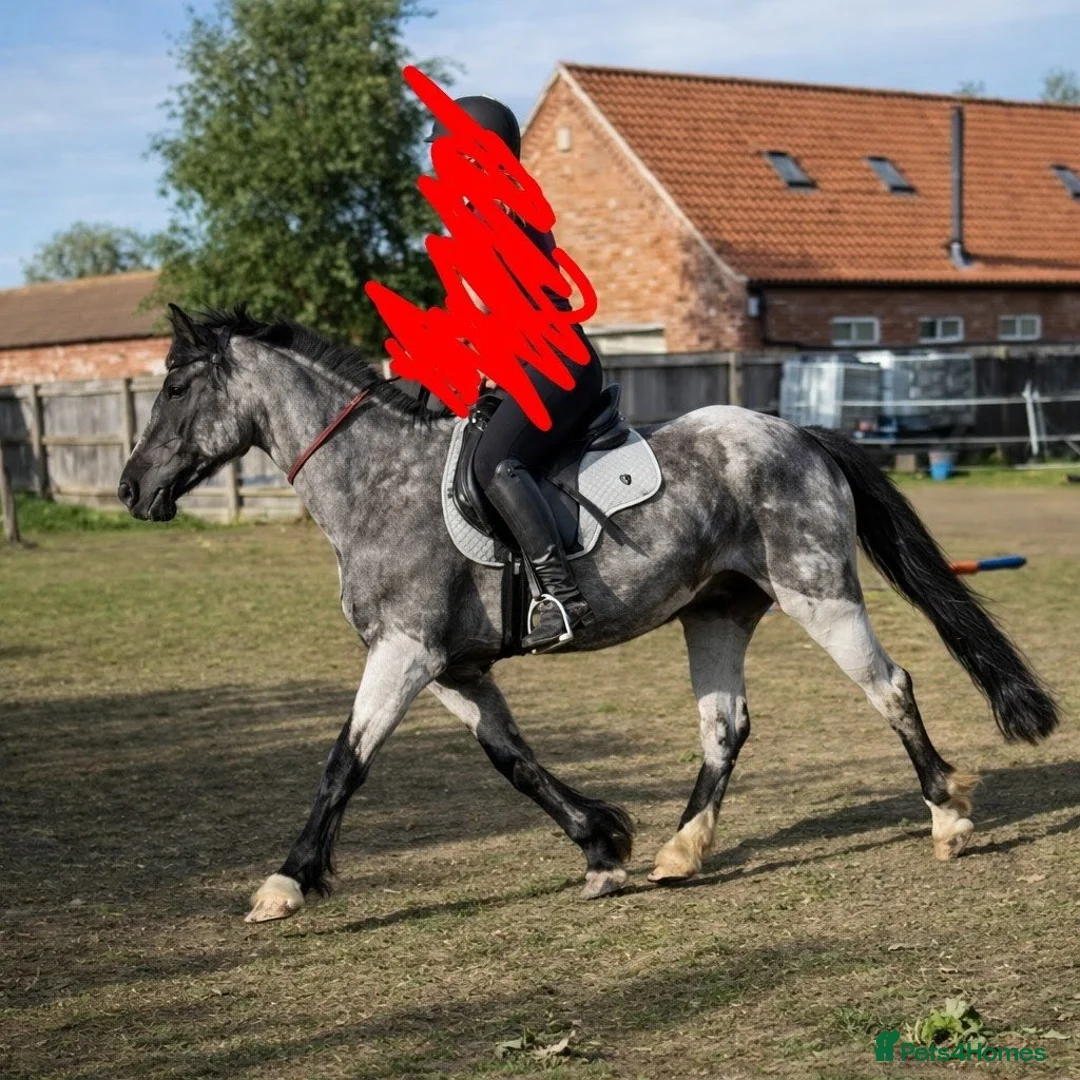 Other Breed horses for sale: Perfect Blue roan 2nd pony! in Brigg - Advert 2
