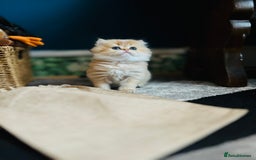 British Longhair cats for sale: 🐾🤩❤️Gold Angels - tiny stars 🐾❤️🐱 - Image 4