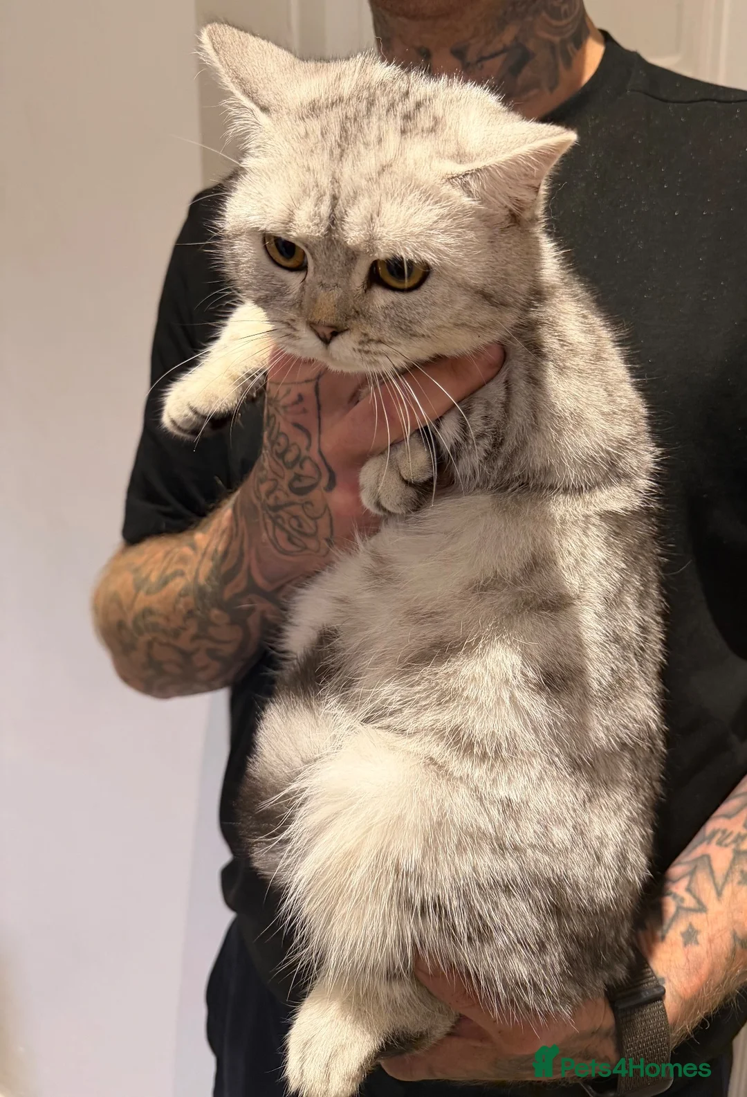 British Shorthair cats for sale: Two female British short hairs 7 months old in Exeter - Advert 2
