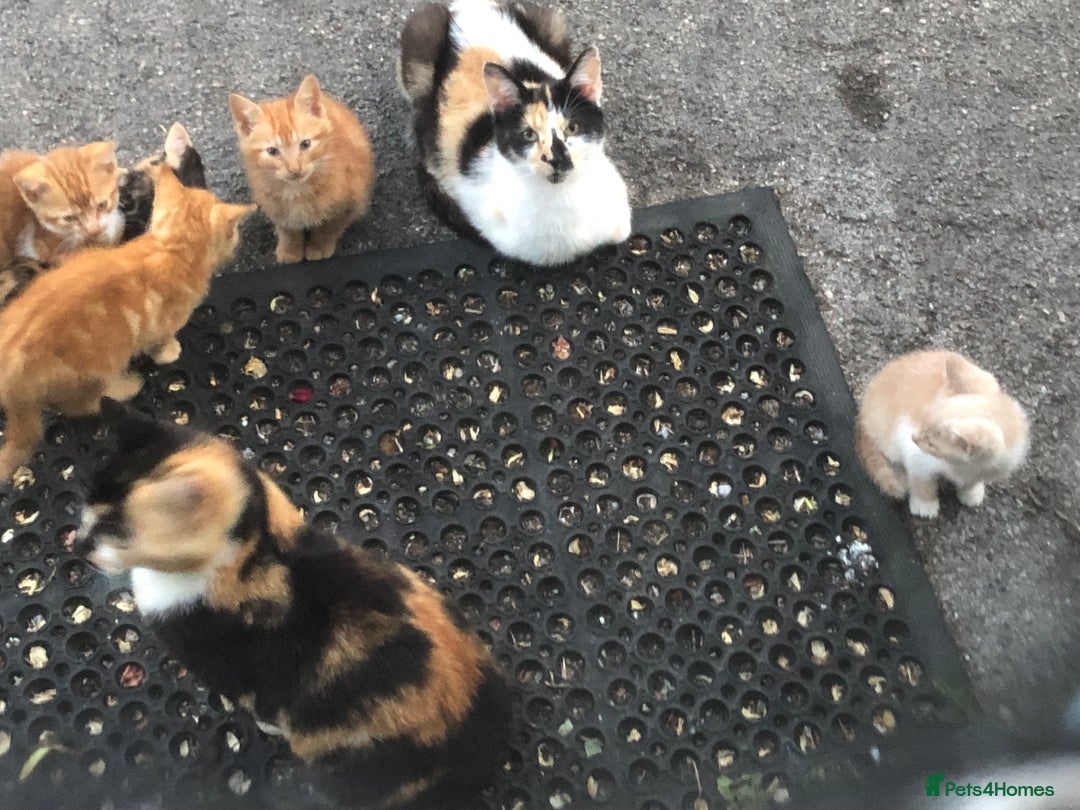 Mixed Breed cats for sale: Gorgeous farm/house kittens  - Image 7