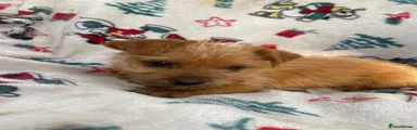 Mixed Breed 6