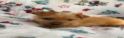 Mixed Breed dogs for sale: Jack Russell/ Yorkshire terrier puppy’s  in Pontypool - Advert 32