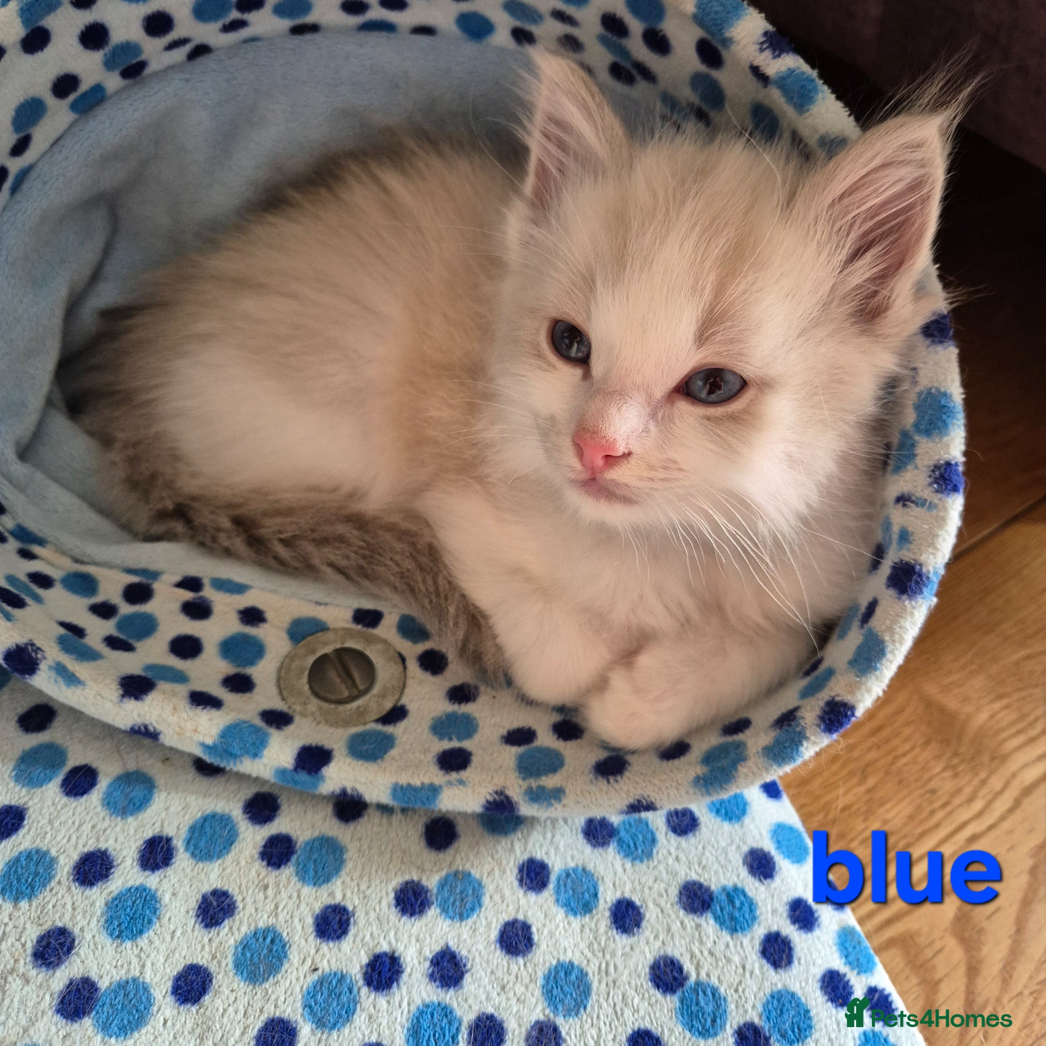 Ragdoll cats ✨ Exceptional Ragdoll Kittens Raised with love✨ - Advert 2