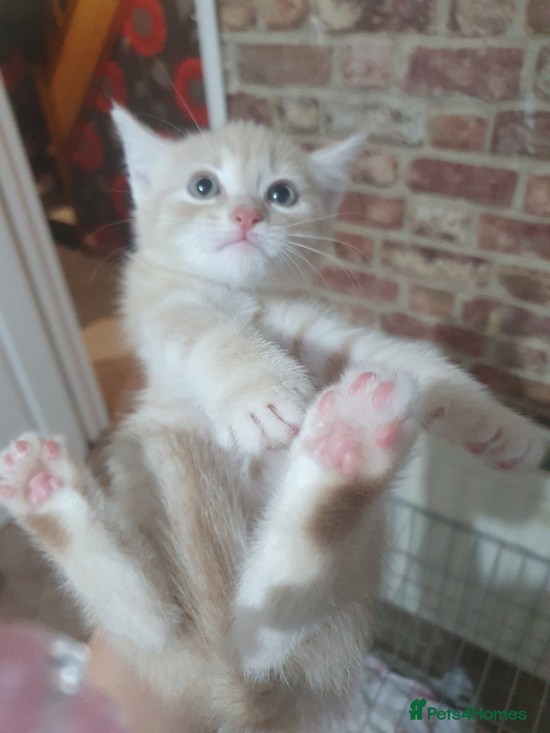 Mixed Breed cats for sale: Miss sijanda  - Image 36