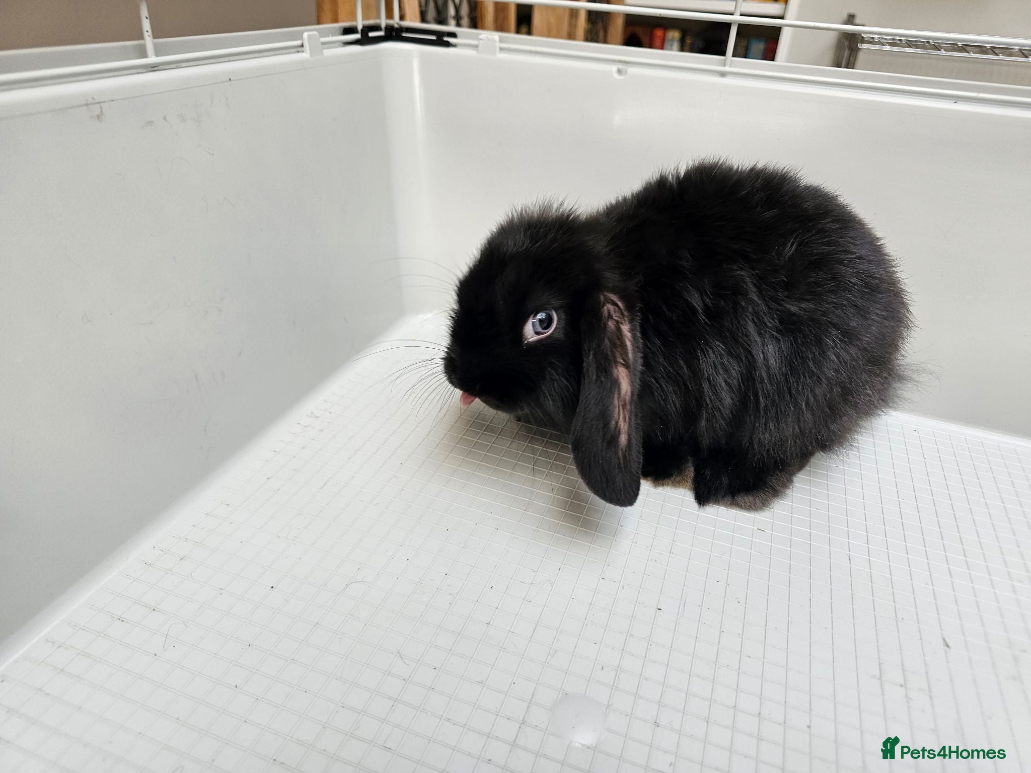 Mini Lop rabbits Mini lop bunnys  - Advert 1