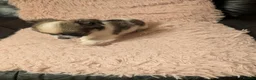 Chihuahua dogs for sale: Lovely tiny chihuahua puppies for sale  - Advert 20