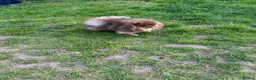 Pomeranian dogs for stud: Proven FCI Reg Choc & Tan Pomeranian Stud - Advert 6