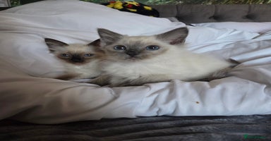 Ragdoll cats - Advert 3