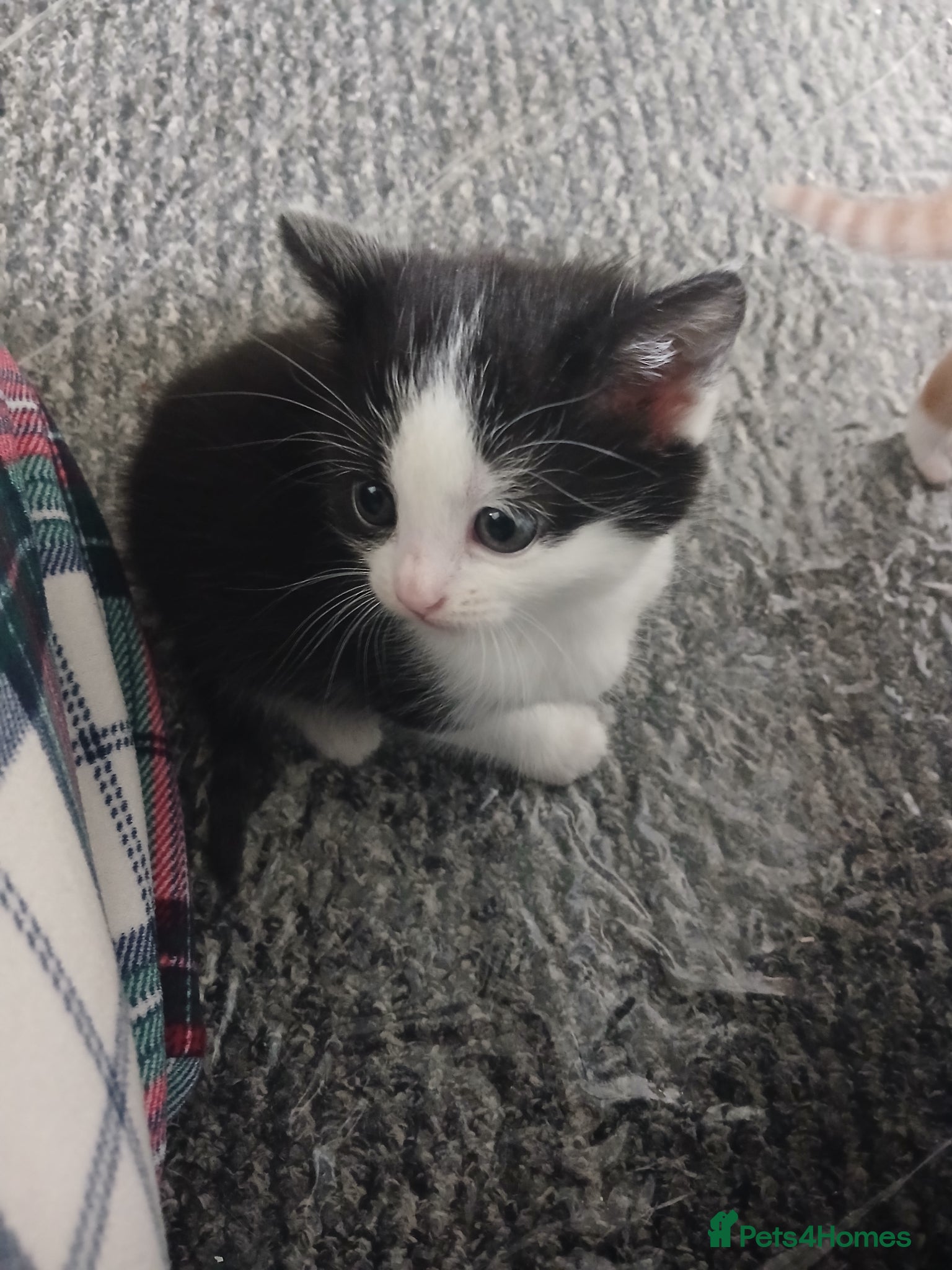 Mixed Breed cats for sale: 4 beautiful kittens ready for new homes. - Advert 18