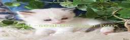 Ragdoll cats for sale: GCCF REGISTERED BEAUTIFUL RAGDOLLS KITTENS  - Advert 23