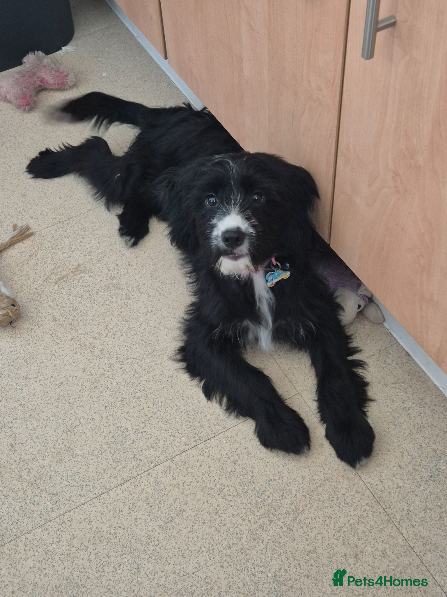 Mixed Breed dogs Cocker-tzu girl - Advert 1