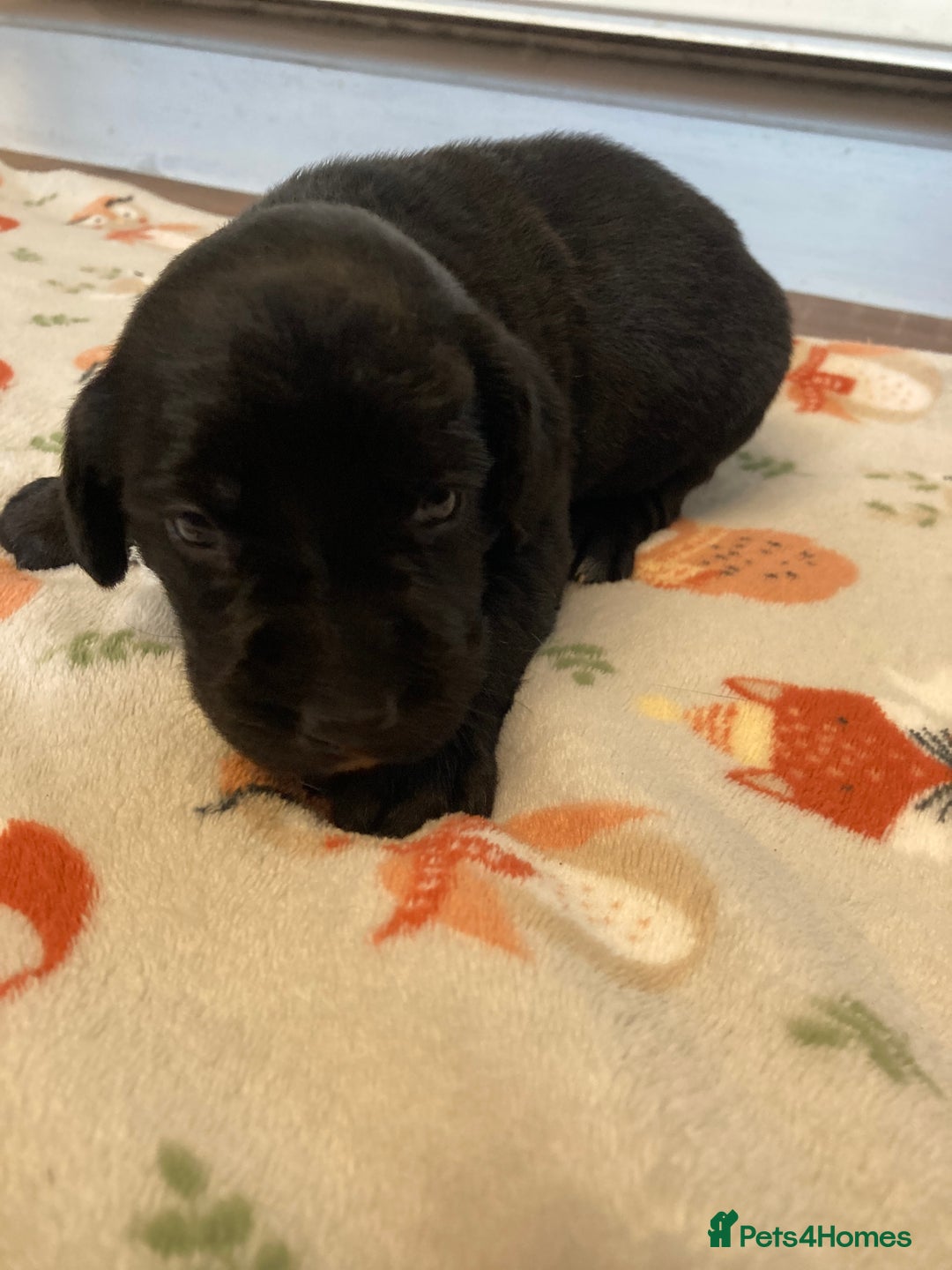 Springador dogs for sale: Springadors from working puppies  - Image 10