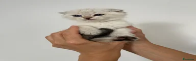 Scottish Fold 3