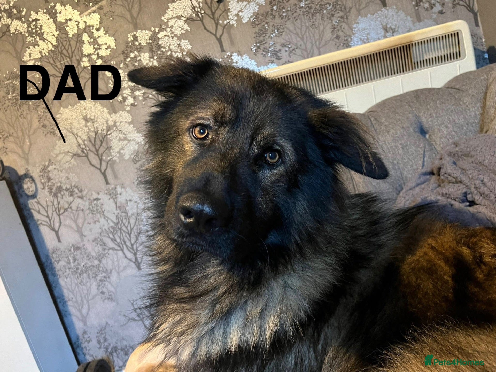 Caucasian Shepherd Dog dogs Caucasian shepherd puppies  - Advert 2