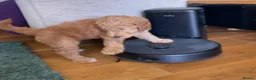 Australian Labradoodle dogs for sale: Australian Labradoodle Puppies Only 2 Remaining - Advert 8