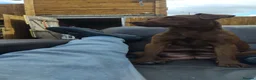 Patterdale Terrier dogs for sale: 🐾 WorkingLine Patterdale Terrier Pups– 28th june - Advert 17